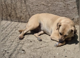 ⭐️MELINA⭐️absolute Frohnatur, Hündin, 3 Jahre, 48 cm, Mischling, Tierschutz