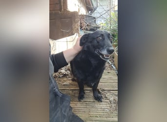⭐️TITA⭐️, liebevolle Hunde-Lady, 10 Jahre, 42 cm, Mischling, Tierschutz Rumänien