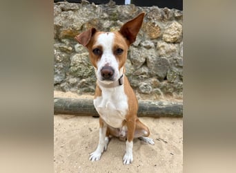Aufgeschlossener Otis wartet in Portugal auf unserem Tierschutzhof!