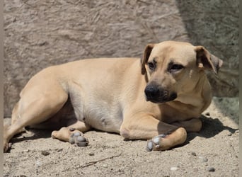 ⭐️MELINA⭐️absolute Frohnatur, Hündin, 3 Jahre, 48 cm, Mischling, Tierschutz