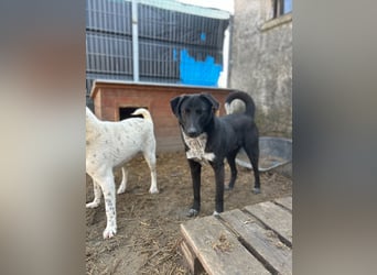 ⭐️SMOKY⭐️, sportlicher Rüde, 1 Jahr, 46 cm, Mischling, Tierschutz