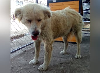 FINCHEN, Herz aus Gold, 5 Jahre, 45 cm, Mischlingshündin, Tierschutz Rumänien