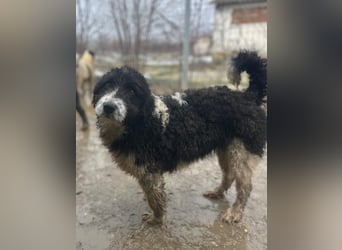 ⭐️GLORIE⭐️, Hündin, 8 Monate, 37 cm, Mischling, Tierschutz