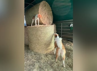 KATRA, Schmusebacke, 1 Jahr, 45 cm, Mischling, Tierschutz, Pflegestelle 57635