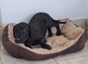 Der kleine Hermit sucht sehnsüchtig ein Zuhause