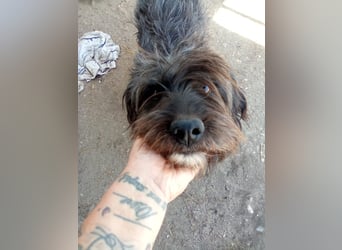SPARTACUS, wunderbarer Wuschel, Rüde, 9 Monate, 46 cm, Mischling, Tierschutz Rumänien