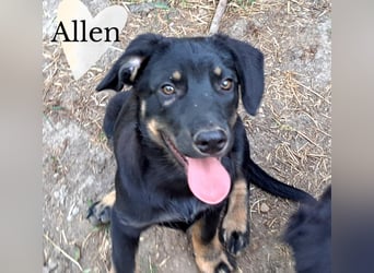 Allen wartet auf sein glückliches Zuhause
