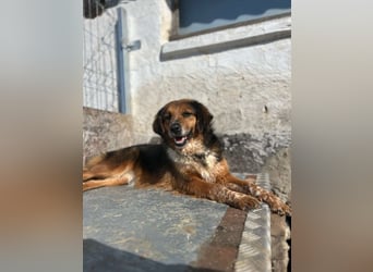 ⭐️JOLLY⭐️, Hündin, 2,5 Jahre, 43 cm, Mischling, Tierschutz