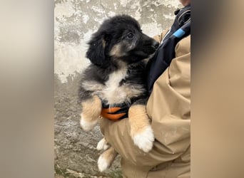 STELUTA, süßes Leckermäulchen, 3 Monate, 27 cm, Mischlingsmädchen, Tierschutz Rumänien