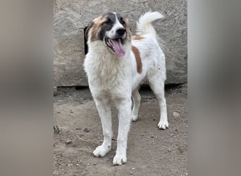 ⭐️JAMY⭐️, Herzblatt, Rüde, 2 Jahre, 46 cm, Mischling, Tierschutz Rumänien