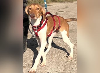 KATRA, Schmusebacke, 1 Jahr, 45 cm, Mischling, Tierschutz, Pflegestelle 57635