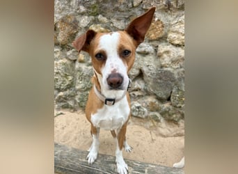 Aufgeschlossener Otis wartet in Portugal auf unserem Tierschutzhof!