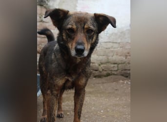 ⭐️FIONA⭐️, Hündin, 4,5 Jahre, 44 cm, Mischling, Tierschutz