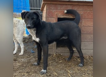 ⭐️SMOKY⭐️, sportlicher Rüde, 1 Jahr, 46 cm, Mischling, Tierschutz