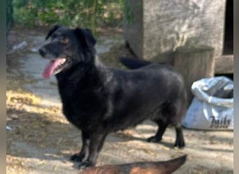 ⭐️TITA⭐️, liebevolle Hunde-Lady, 10 Jahre, 42 cm, Mischling, Tierschutz Rumänien