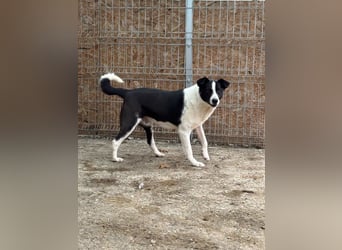 ⭐️PANDA⭐️, Rüde, 4 Jahre, 45 cm, Mischling, Tierschutz Rumänien