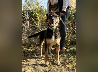Hugi sucht einen Wegbegleiter