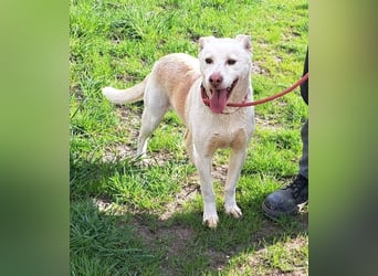 Rüde Jasper, ein Bub in den besten Jahren , möchte Rumänien verlassen