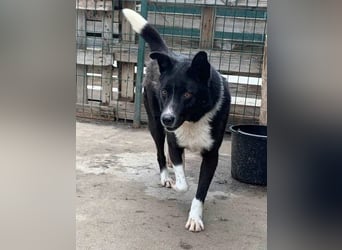 ⭐️COBI⭐️, Rüde, 7,5 Jahre, 50 cm, Mischling, Tierschutz