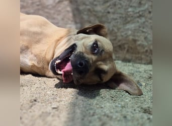 ⭐️MELINA⭐️absolute Frohnatur, Hündin, 3 Jahre, 48 cm, Mischling, Tierschutz