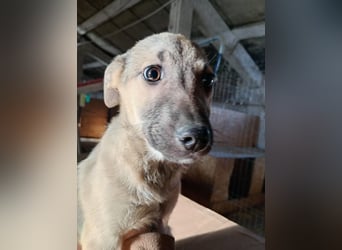 ⭐️Plisch⭐️, verschmuster Welpenmann, 8 Monate, 49 cm, Mischling, Tierschutz