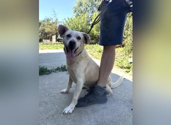 Pepe sucht großes Glück