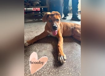 Scooby - der kleine Charmeur mit den eisblauen Augen sucht sein Zuhause!