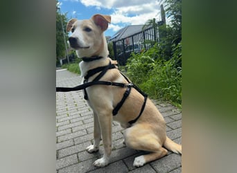 NURIAN, schüchterner Mischlingsjunge, 8 Monate, 45 cm, Pflegestelle 51503, Tierschutz Rumänien