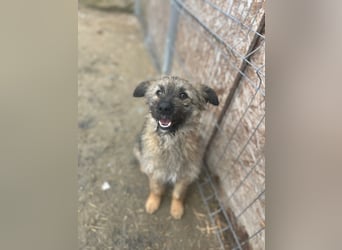 HEARTY, zuckersüßes Spielkind, 1 Jahr, 41 cm, Mischlingsmädchen, Tierschutz Rumänien