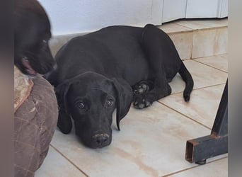 Der kleine Hermit sucht sehnsüchtig ein Zuhause