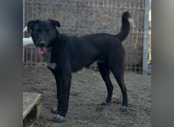 ⭐️SMOKY⭐️, sportlicher Rüde, 1 Jahr, 46 cm, Mischling, Tierschutz