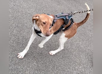 KATRA, Schmusebacke, 1 Jahr, 45 cm, Mischling, Tierschutz, Pflegestelle 57635