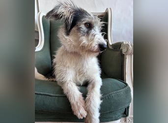 Liebenswerte Elva wartet in Portugal auf unserem Tierschutzhof!