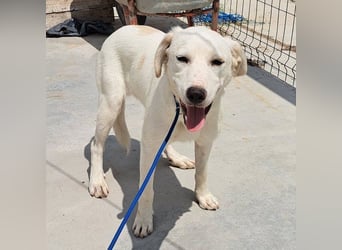 Labrador Mix Bruce möchte Rumänien schnell verlassen