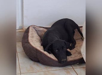 Der kleine Hermit sucht sehnsüchtig ein Zuhause