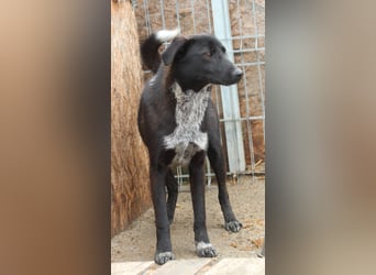 ⭐️SMOKY⭐️, sportlicher Rüde, 1 Jahr, 46 cm, Mischling, Tierschutz