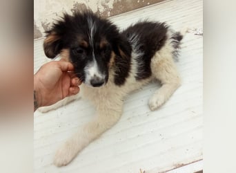 SARINA, Schmuse-Welpin, 3 Monate, 28 cm, Mischlingsmädchen, Tierschutz Rumänien