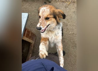 ⭐️HENRY⭐️, Rüde, 1 Jahr, 40 cm, Mischling, Tierschutz
