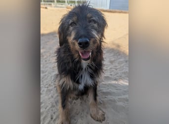 Menschenbezogener Benno wartet in Portugal auf seine Menschen!