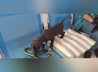Hunky sucht sein Für-immer-Zuhause