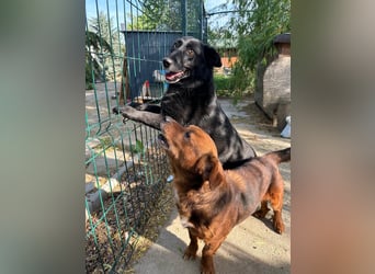 ⭐️TITA⭐️, liebevolle Hunde-Lady, 10 Jahre, 42 cm, Mischling, Tierschutz Rumänien