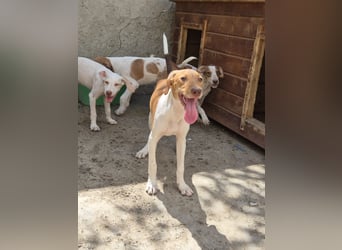 KATRA, Schmusebacke, 1 Jahr, 45 cm, Mischling, Tierschutz, Pflegestelle 57635