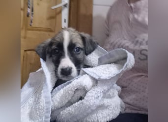 Welpenjunge 273741 möchte gerne zu DIR reisen