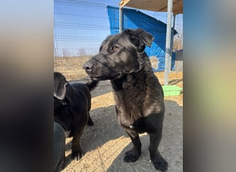 ⭐️COSTEL⭐️, Charakter-Kerl, Rüde, 3 Jahre, 42 cm, Mischling, Tierschutz Rumänien