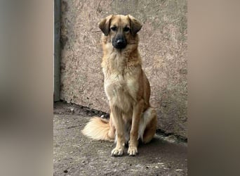 ⭐️DISSY⭐️, Hündin, 3 Jahre, 49 cm, Mischling, Tierschutz