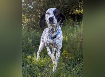 Zauberhafte Dotti wartet auf unserem Tierschutzhof in Portugal auf dich!