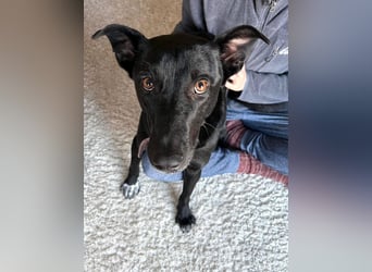 ⭐️BERYLL⭐️, für immer treu, Hündin, fast 3 Jahre, 41 cm, Mischling, Tierschutz