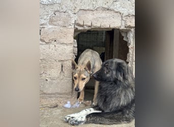 ⭐️ORFI⭐️, reizender Hundejunge, 2 Jahre, 42 cm, Mischling, Tierschutz Rumänien