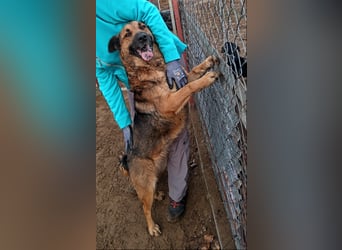 Mery sucht ihre Menschen