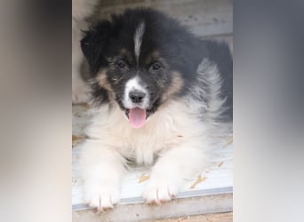 SARINA, Schmuse-Welpin, 3 Monate, 28 cm, Mischlingsmädchen, Tierschutz Rumänien